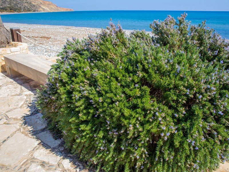 Rozmaryn rosnący na Cyprze