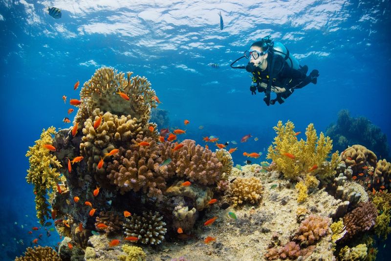 Nurkowanie w Marsa Alam