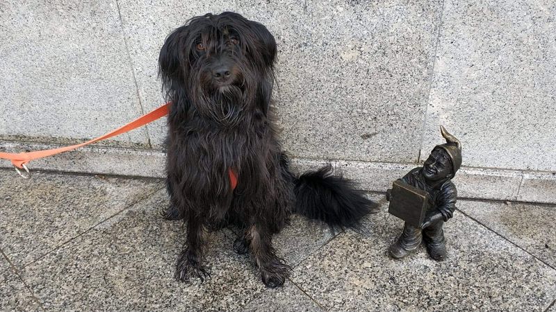 Jeden z wrocławskich krasnali