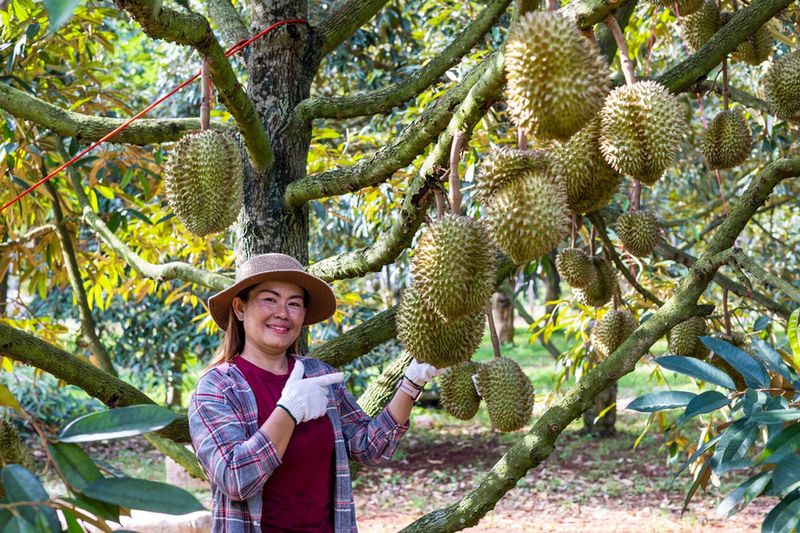 Durian