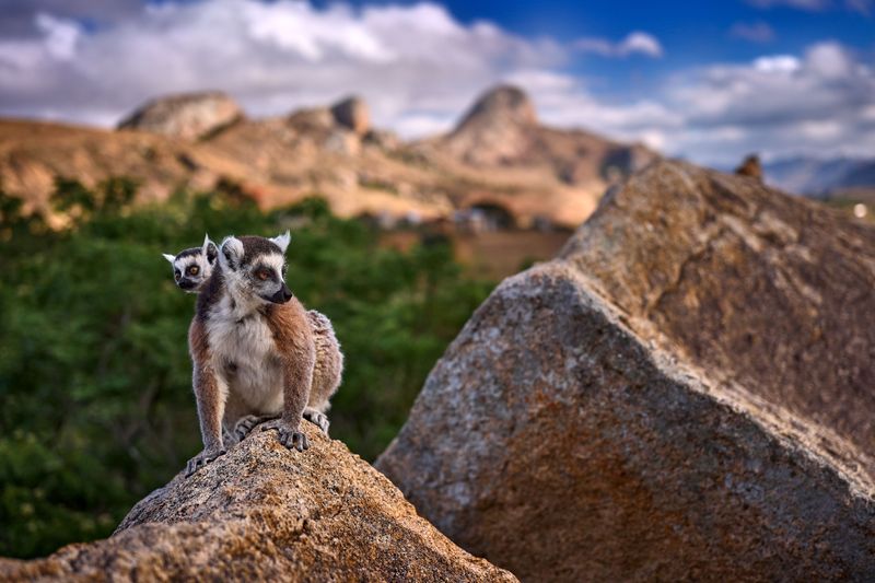 Wyspa lemurów - Madagaskar