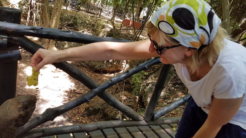 Sanktuarium żółwi na Zanzibarze