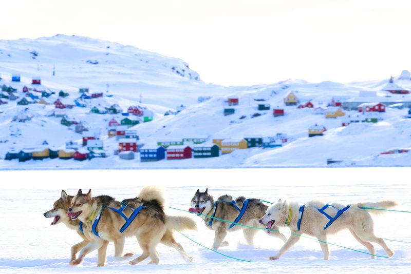 Psi zaprzęg na Grenlandii
