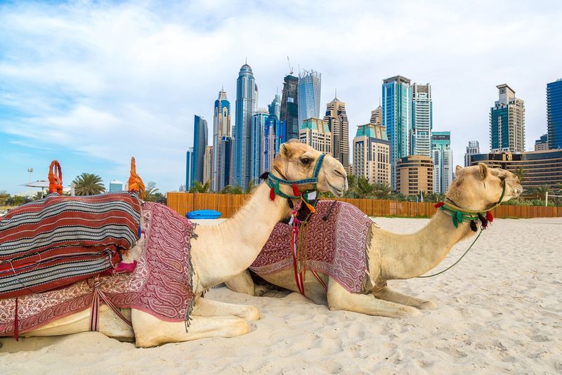Wielbłądy w Dubaju