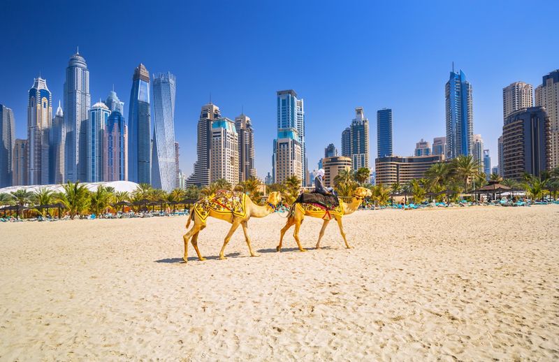 Wielbłądy na plaży Jumeirah w Dubaju 