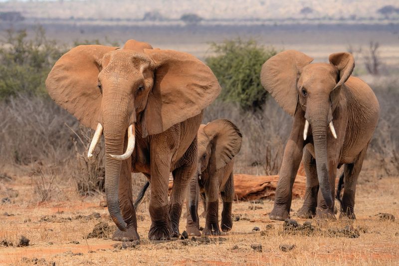 Słonie w Parku Narodowy Tsavo