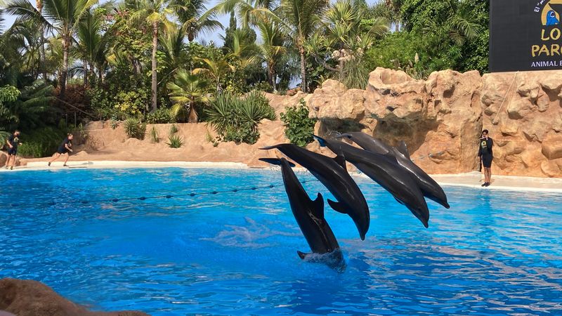 Pokaz delfinów w Loro Parque