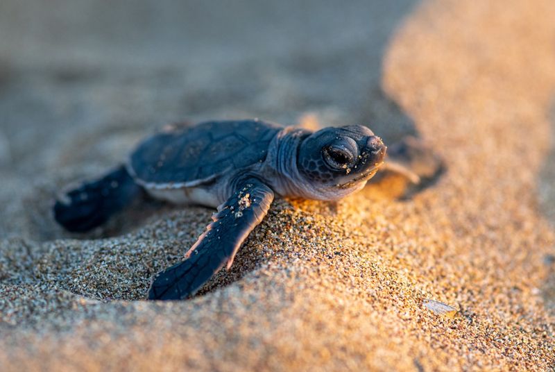 Mały żółw Caretta caretta