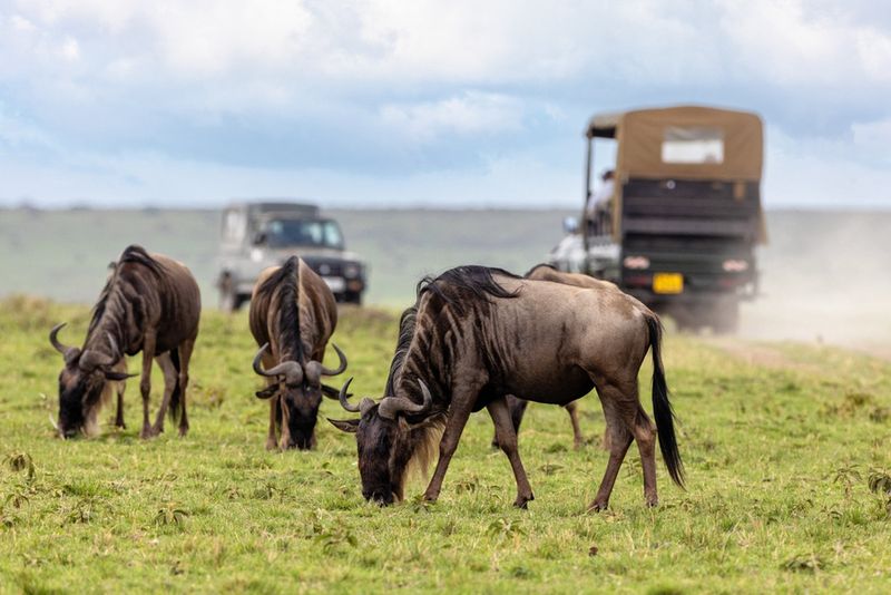 Masai Mara