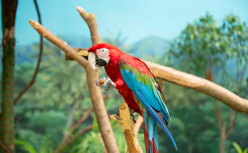 Egzotyczna papuga