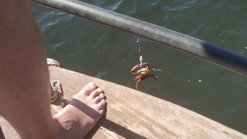 Łowienie krabów