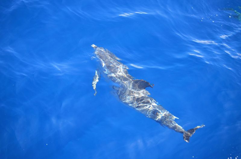 Delfin w wodach Oceanu Atlantyckiego