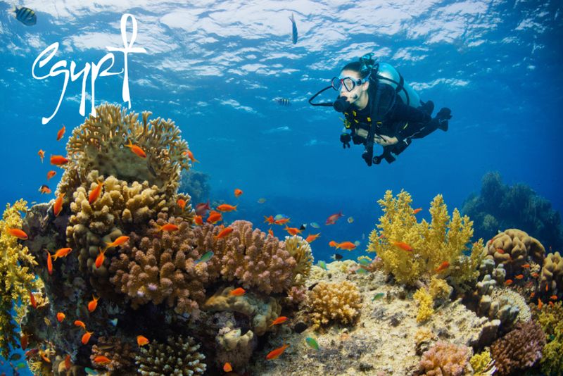 Nurkowanie w Marsa Alam