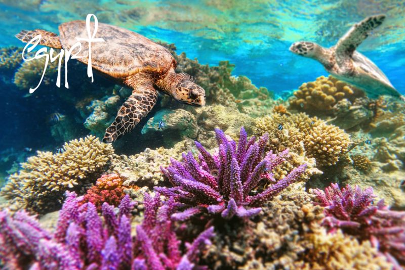 Nurkowanie w Marsa Alam