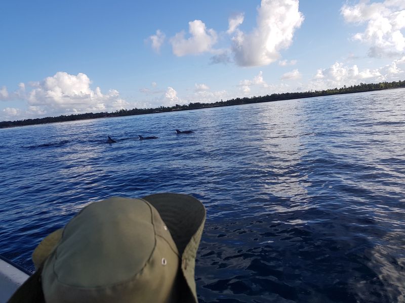 Delfiny na Zanzibarze