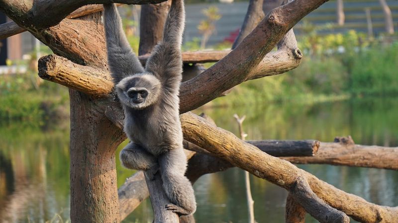 Gibbon