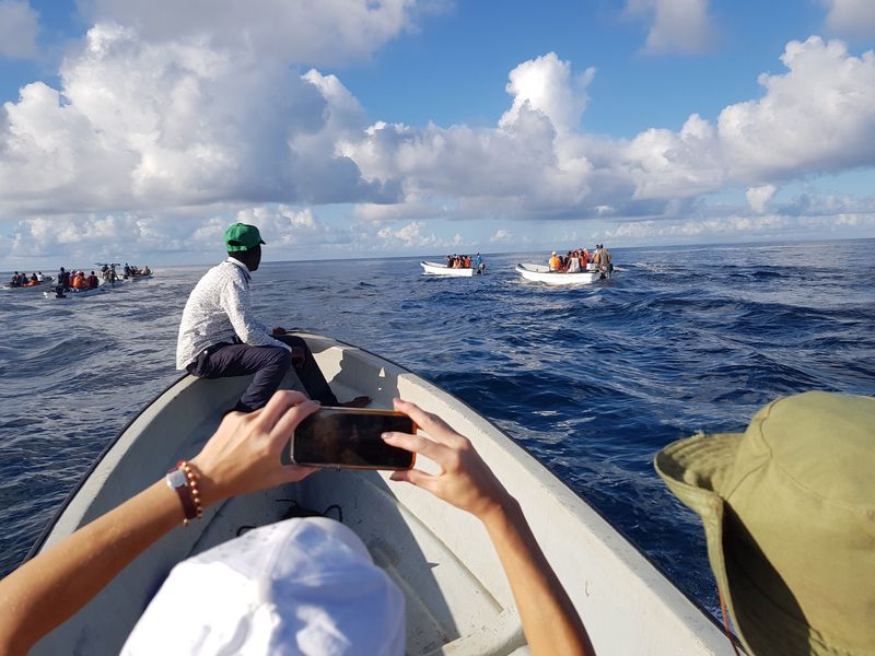 W poszukiwaniu delfinów na Zanzibarze