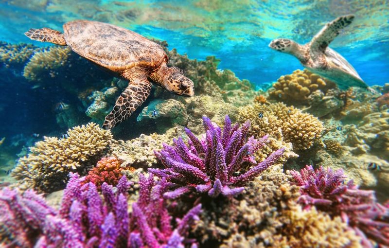 Nurkowanie w Marsa Alam