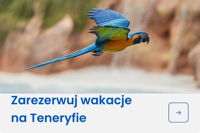 Oferta na Teneryfie