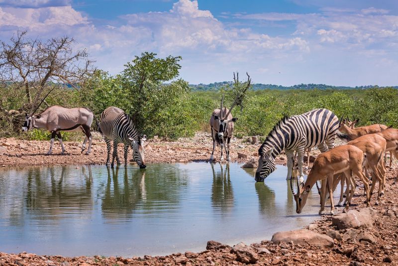 Etosha