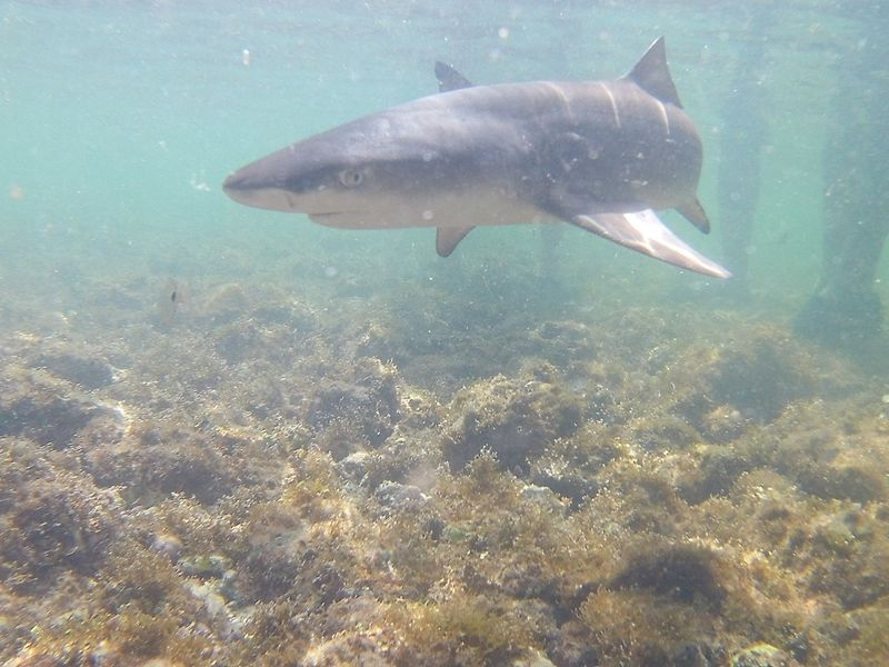 Rekin koło naszych nóg