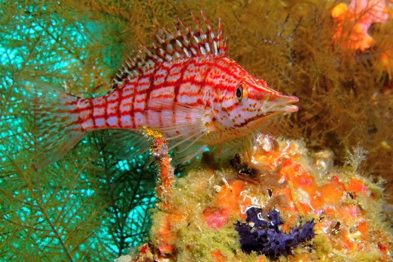 Kolorowa ryba w malezyjskich wodach