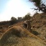Film dnia: Z kamerą wśród zwierząt. GoPro na grzbiecie lwicy pokazuje polowanie z jej perspektywy