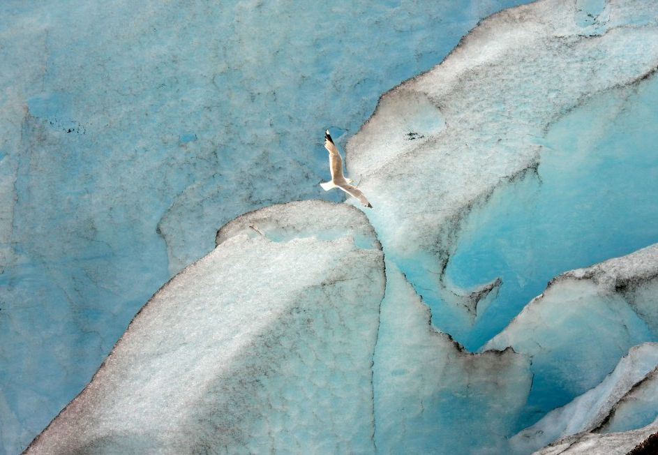 14 Nad norweskim lodowcem Nigardsbreen zaświeciło słońce, wydobywając niesamowitą rzeźbę i kolor lodu. Śledząc teleobiektywem ptaki na jego tle, dostrzegłem tę mewę, która obróciła się o 90 stopni
i szybowała wzdłuż bocznej ściany lodowca; stąd wrażenie, że ujęcie zrobiono z góry. Krajobraz: wyróżnienie "Ptak na Lodzie" © Cezary Filew