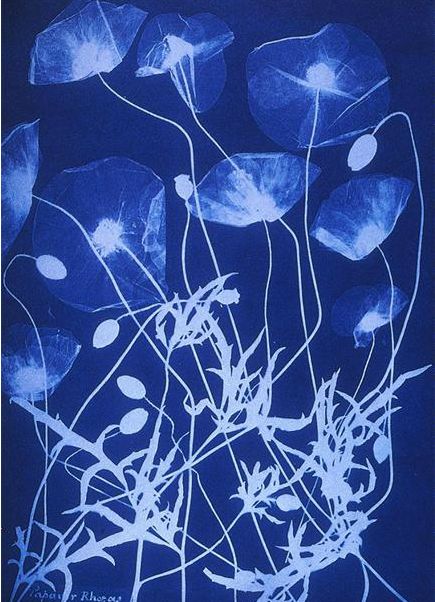 6 Jedna z ilustracji z zielnika poświęconego florze Wielkiej Brytanii © Anna Atkins