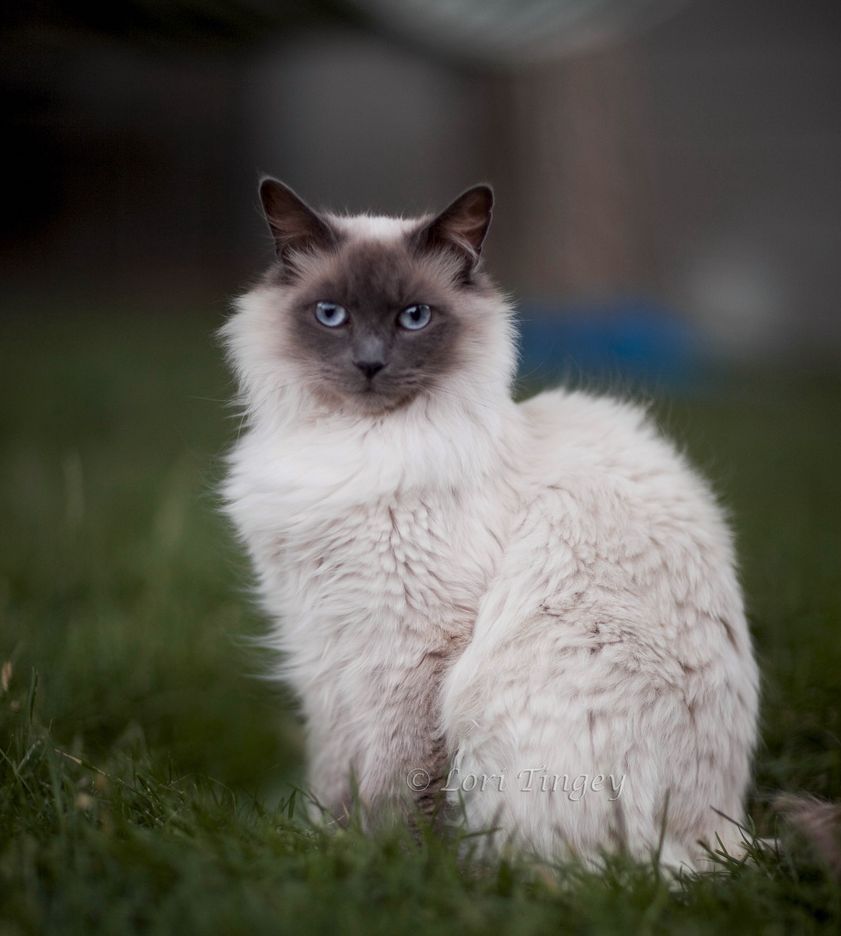 Seeing Siamese