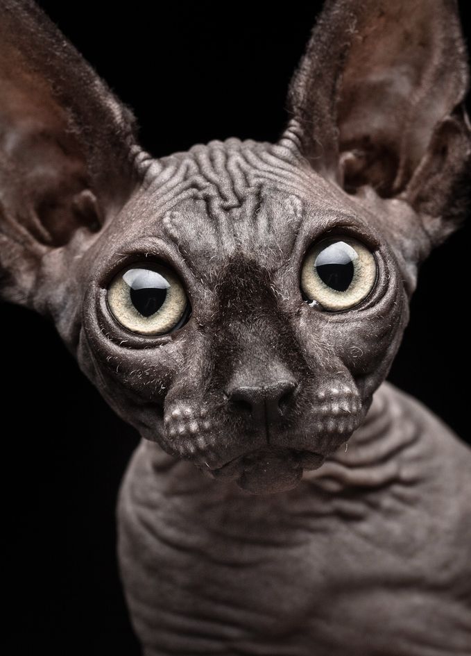 Sphynx Cat