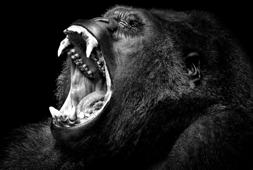9 "Wiele moich zdjęć sprawia wrażenia statycznych, ale tak naprawdę to fotografie akcji. "© Wolf Ademeit / www.wolfademeit. Zobacz portfolio autora także w serwisie 500px.
