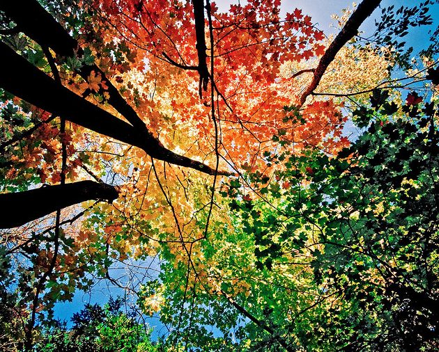 3 Nikon D300, 1/500 s, f/5.6, 10 mm, ISO 400 © -liyen- / Flickr.
