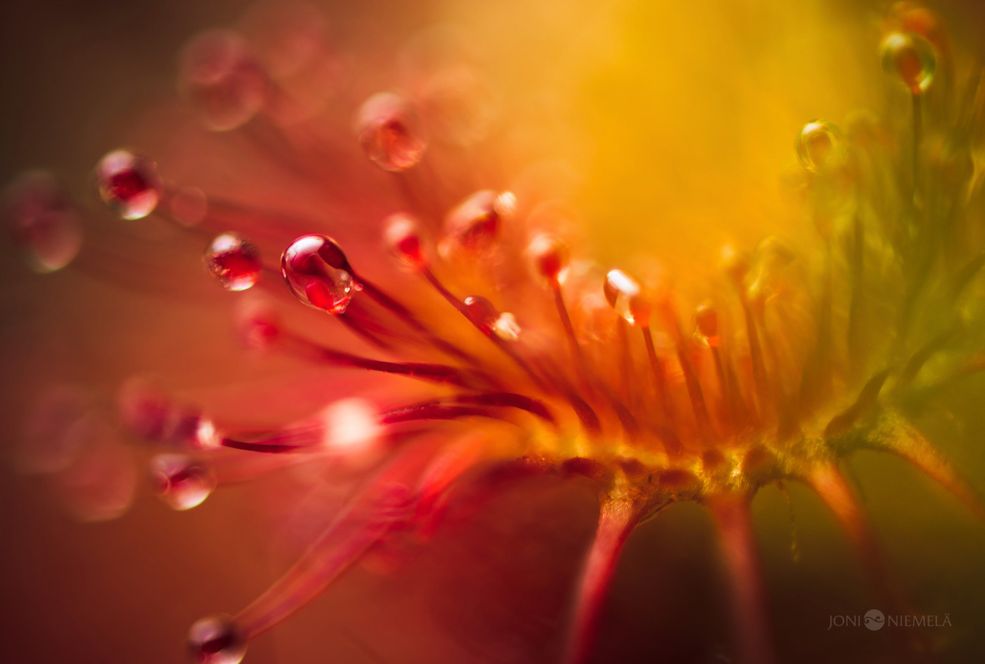 "Rosiczki zawsze mnie fascynowały, fotografuję te przypominające obcych z innego świata rośliny od kilku lat. Moja pierwsza seria "Drosera" była głównie jasna i kontrastowa, więc dla odmiany w moja druga seria "Otherworldly Blues" jest bardziej nastrojowa i trafnie odzwierciedla prawdziwą naturę tych mięsożernych roślin" - pisze Joni Niemelä.