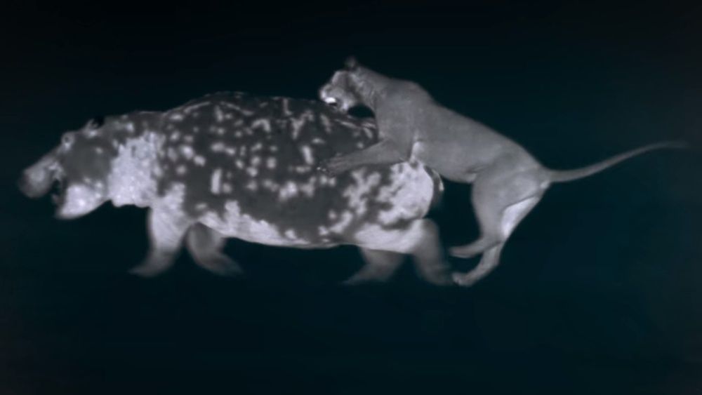Pogoń za hipopotamem