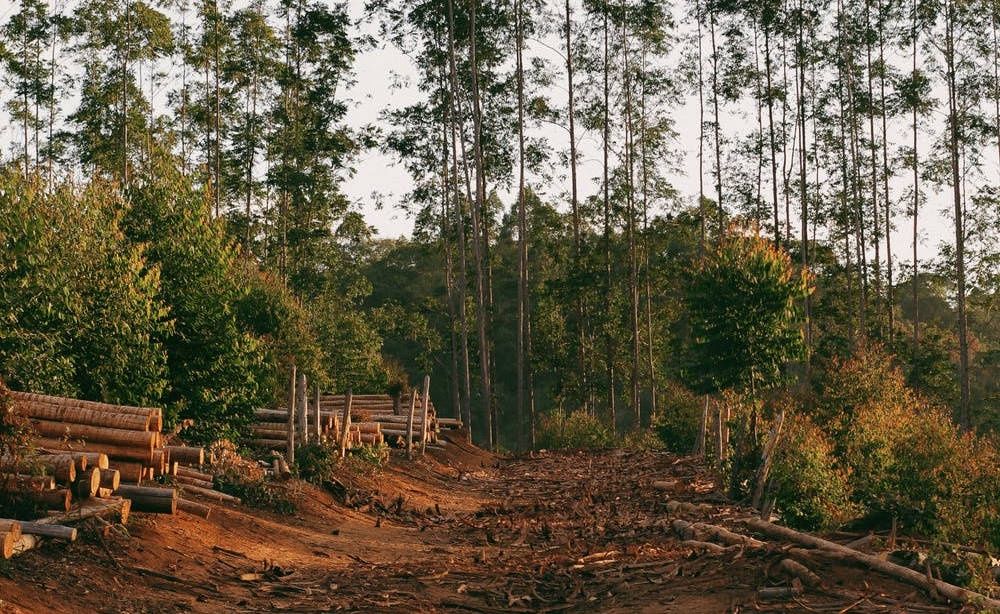 deforestacja