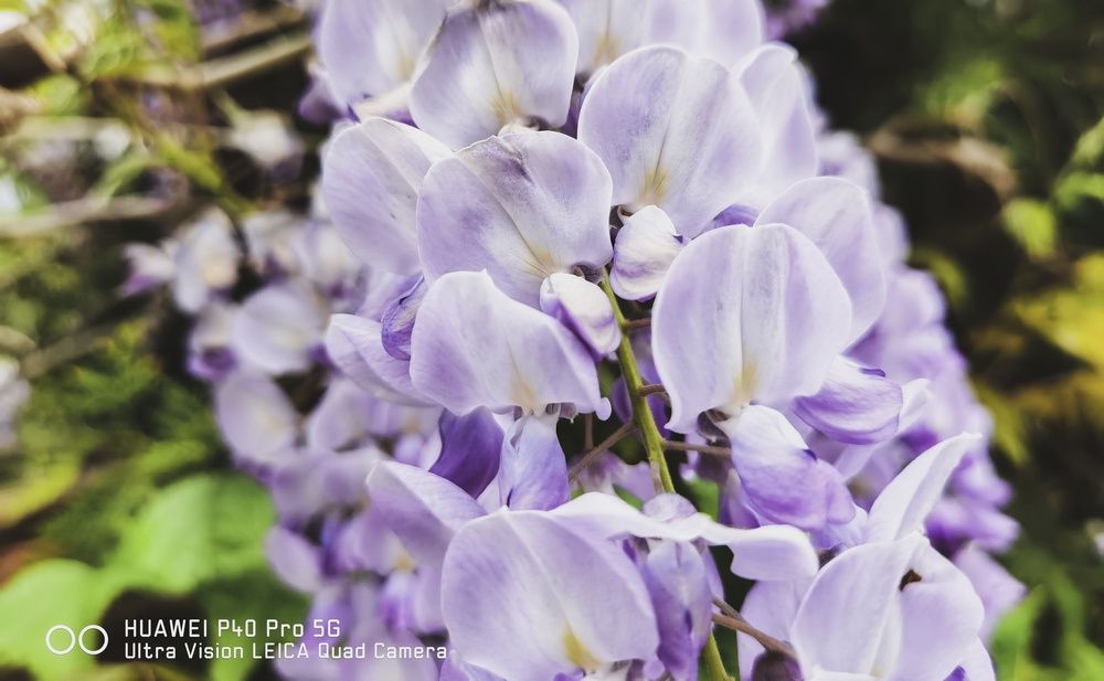 Huawei P40 Pro - zdjęcie wykonane po aktualizacji