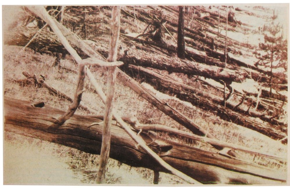 Powalone drzewa - rejon tunguska