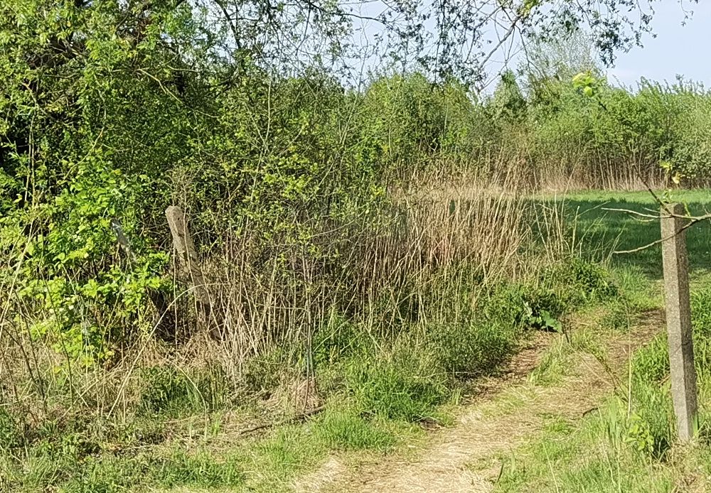Ultraszerokie pole widzenia Huawei P40 Pro przed aktualizacją