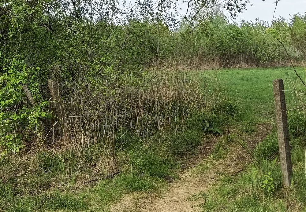 Ultraszerokie pole widzenia Huawei P40 Pro po aktualizacji