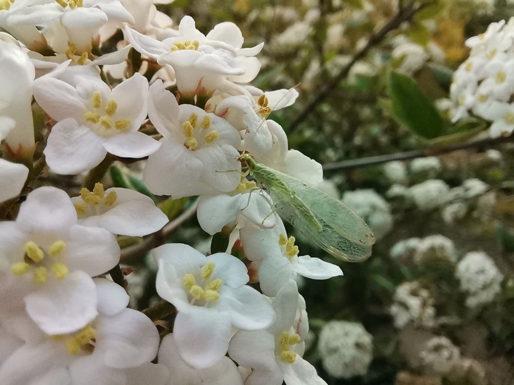 Huawei P40 Lite makro owad