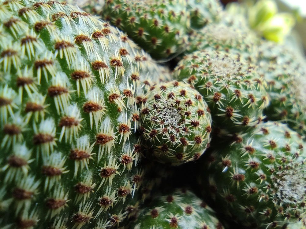 aparat macro