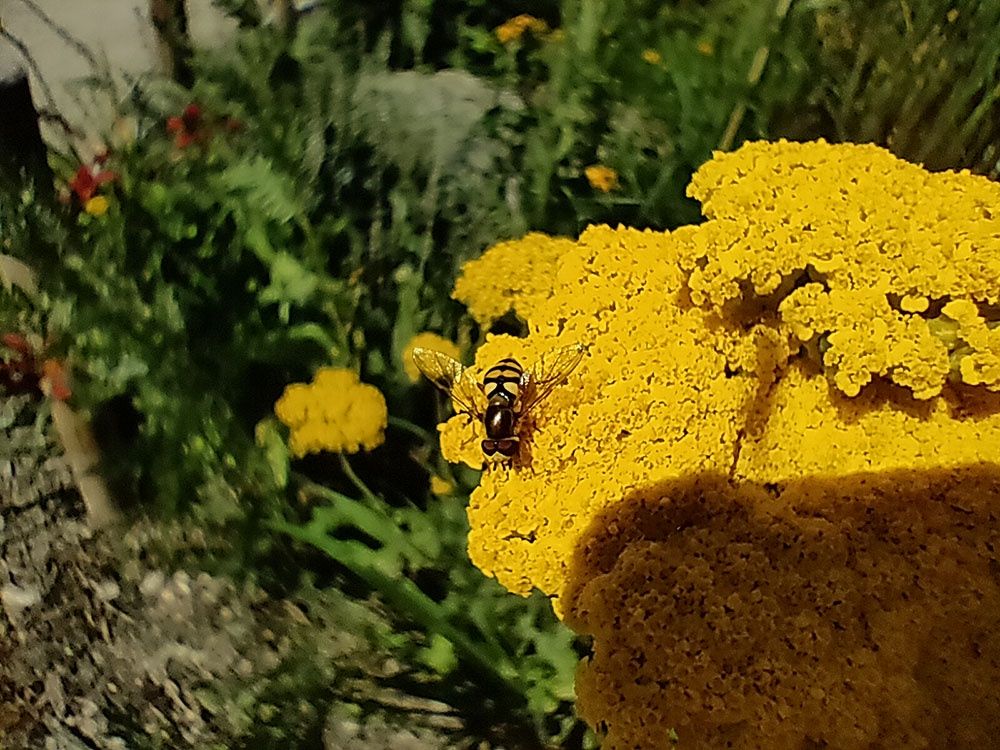 aparat tylny, makro