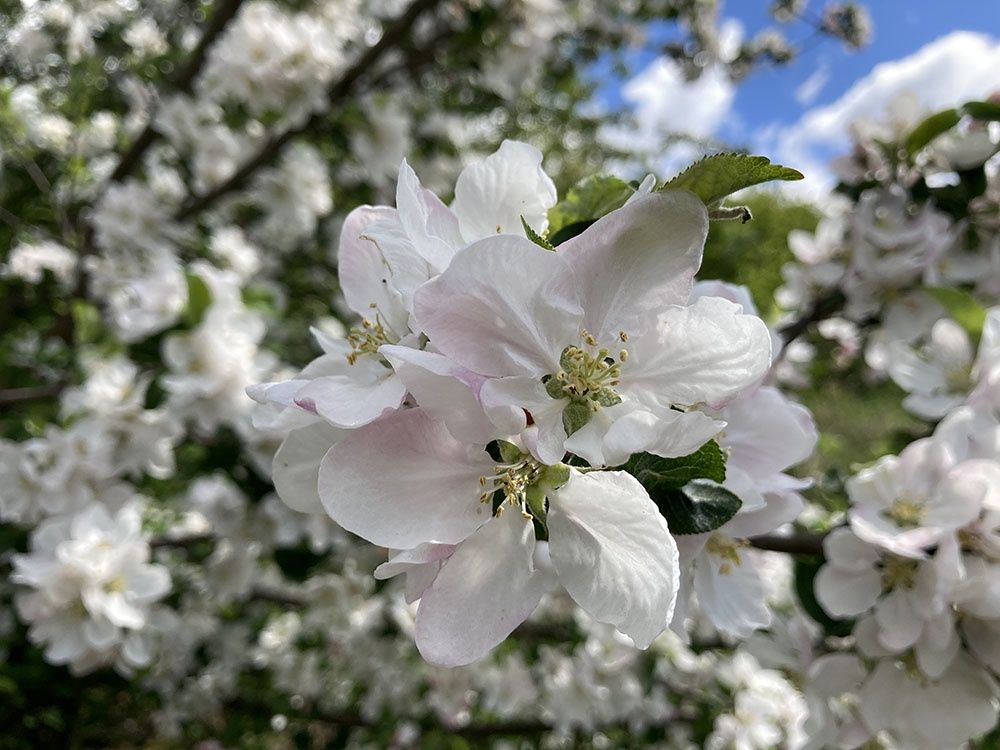 iPhone SE - zdjęcie z aparatu tylnego