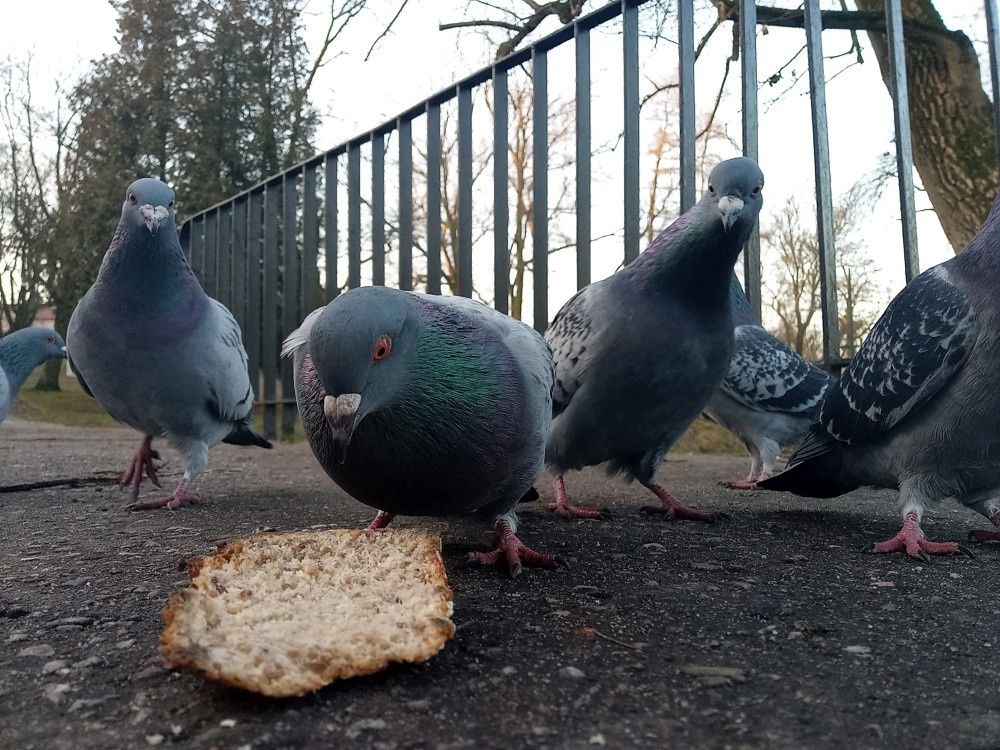 HTC Desire 19+ aparat przedni