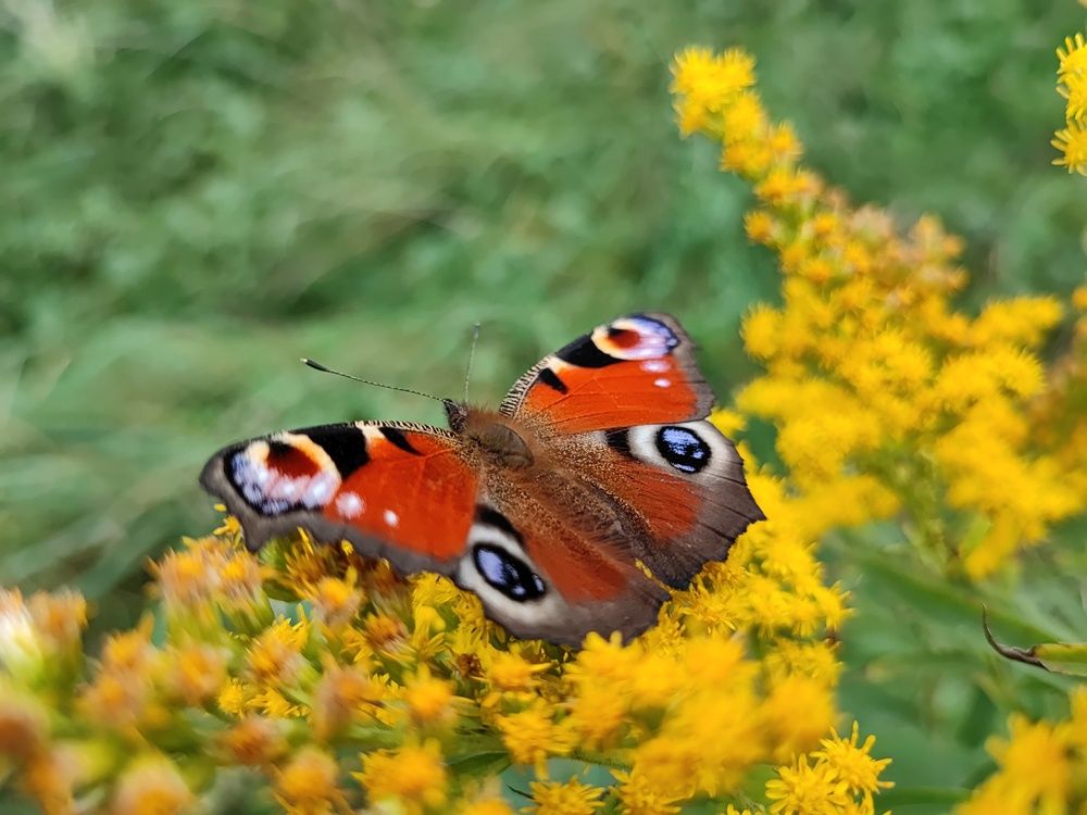Xiaomi 11T Pro przykład makro motyl
