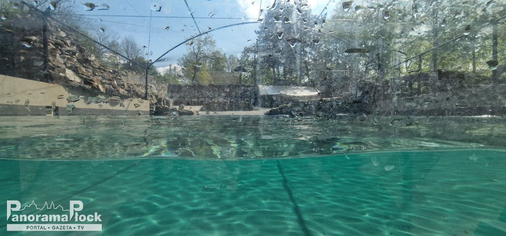 ZOO PŁOCK: Pingwiny Peruwiańskie w nowym wybiegu [FOTO]