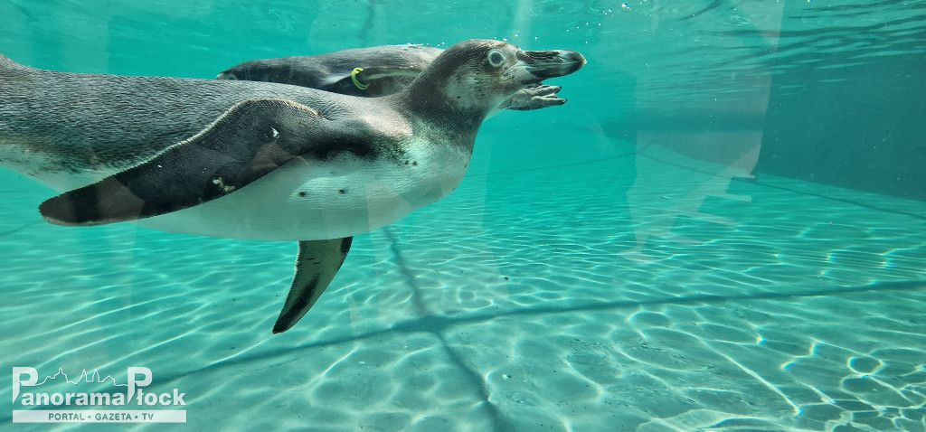 ZOO PŁOCK: Pingwiny Peruwiańskie w nowym wybiegu [FOTO]