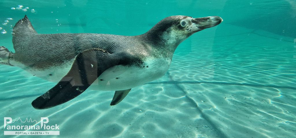 ZOO PŁOCK: Pingwiny Peruwiańskie w nowym wybiegu [FOTO]