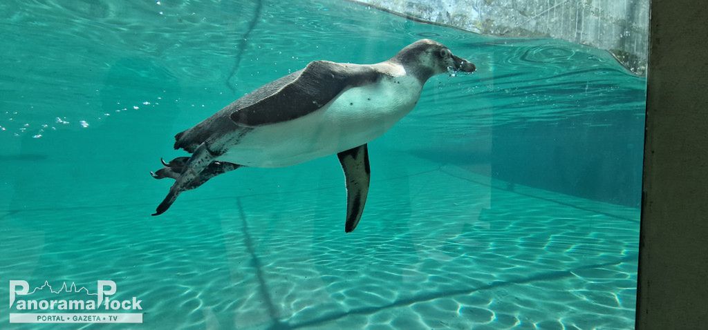 ZOO PŁOCK: Pingwiny Peruwiańskie w nowym wybiegu [FOTO]